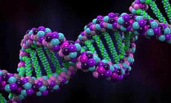 DNA Nedir